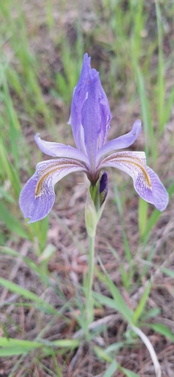 Wild Iris