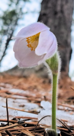SD State Flower - Pasque
